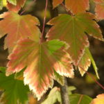 Early Autumn Leaves